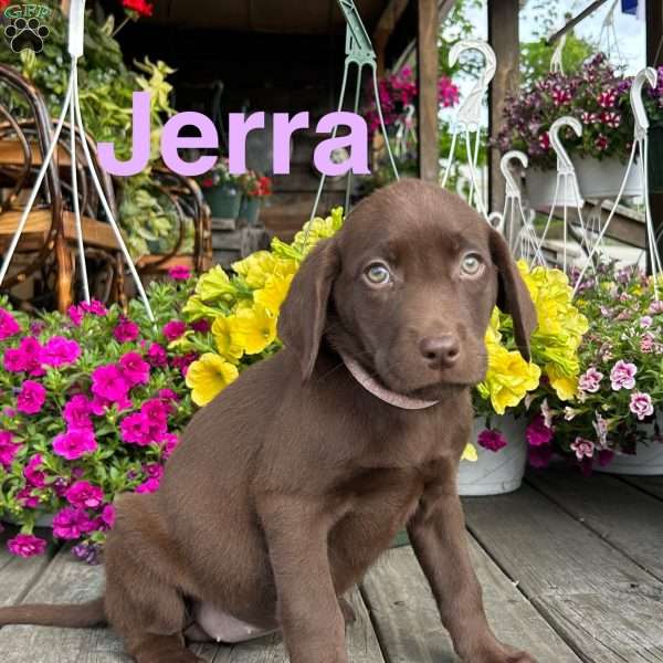 Jerra, Chocolate Labrador Retriever Puppy